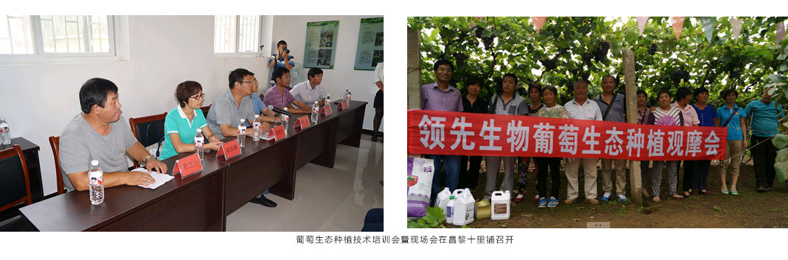 领先生物公司在昌黎十里铺召开葡萄生态种植技术培训会暨现场会