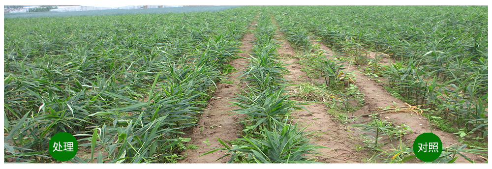 领先生物运用生物技术消灭“毒大姜”育出健康大姜