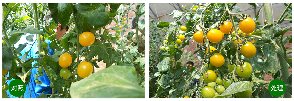 领先生物海葆素让作物“吃”上深海新营养